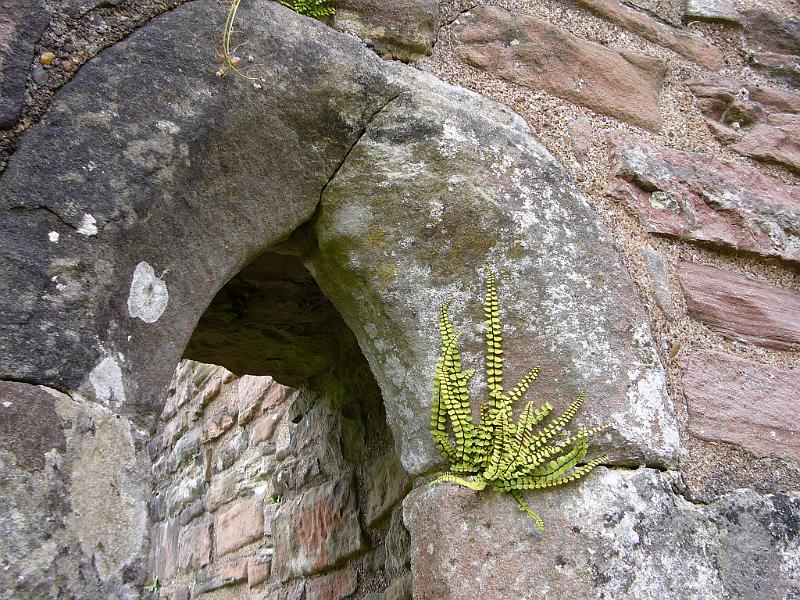 Wales (334).JPG